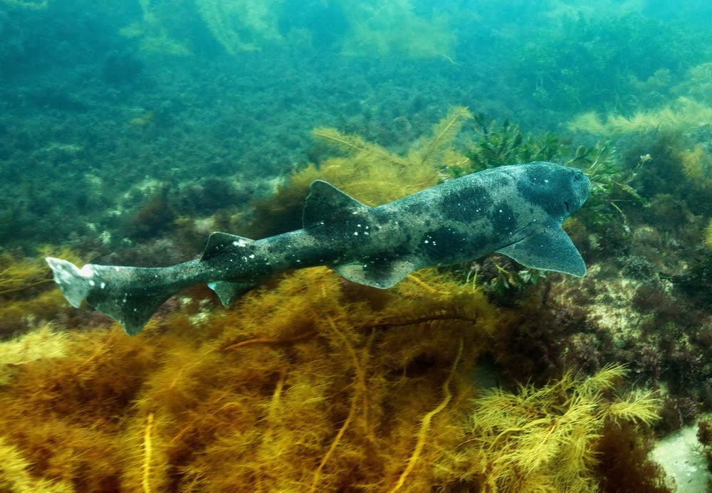 Australian swellshark