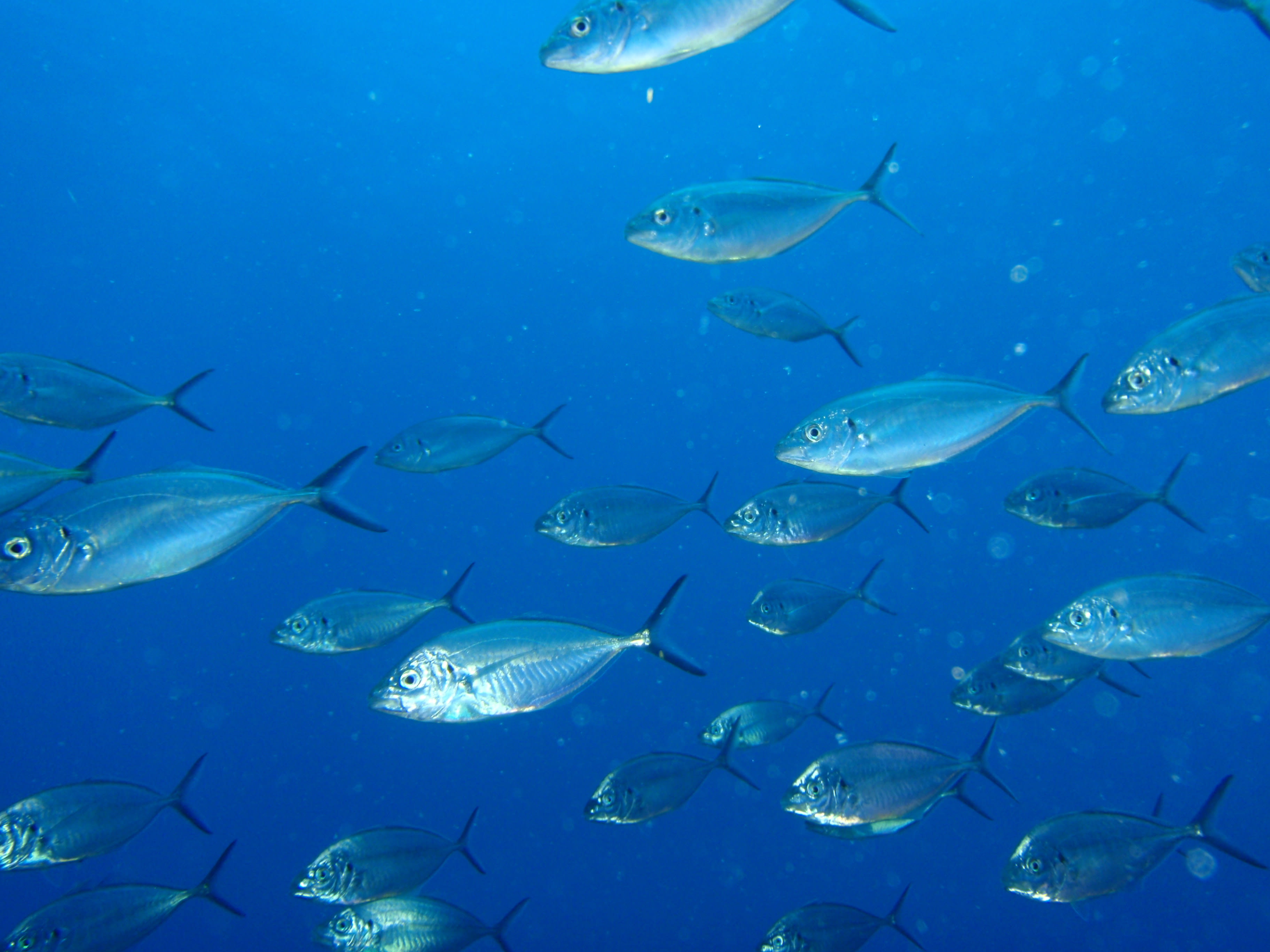 Australian silver trevally