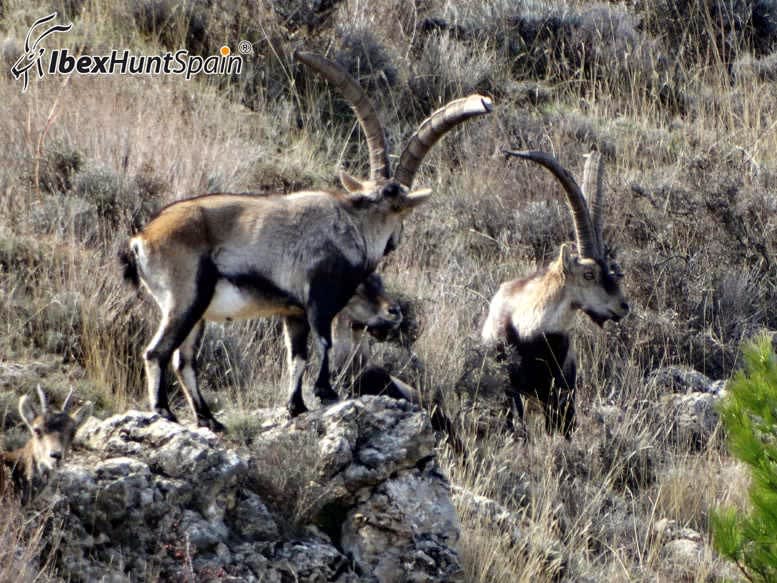 Beceite ibex