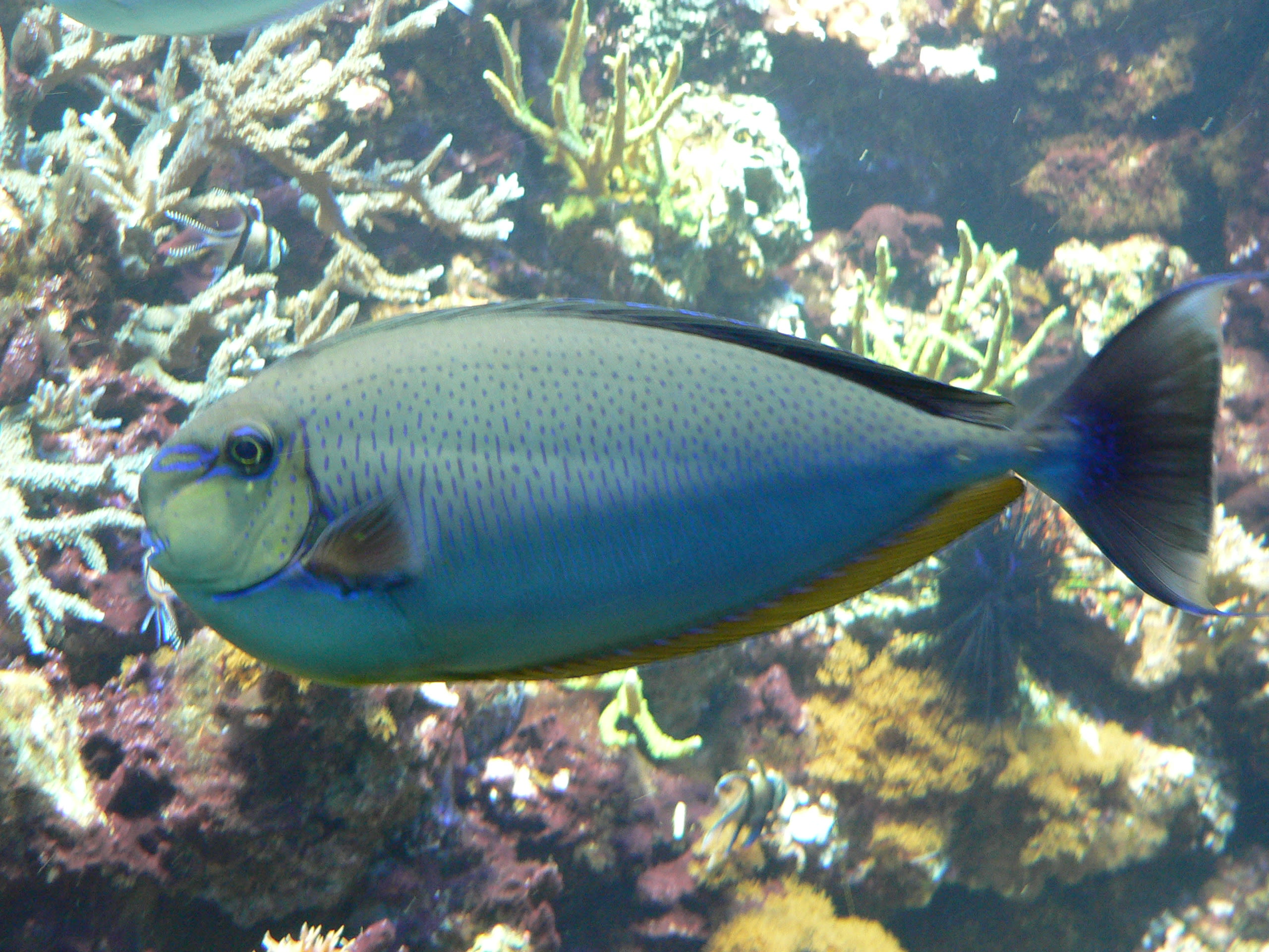 Bignose unicornfish