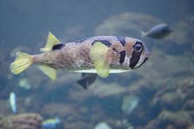 Black-blotched porcupinefish