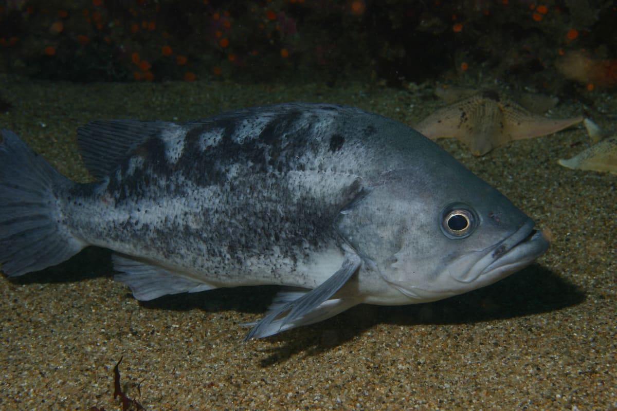 Black rockfish
