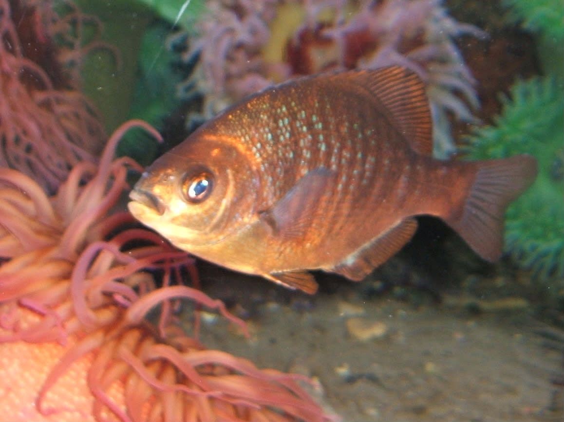 Black surfperch