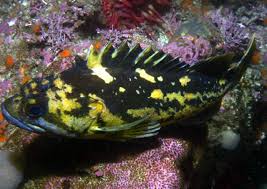 Black-and-yellow rockfish