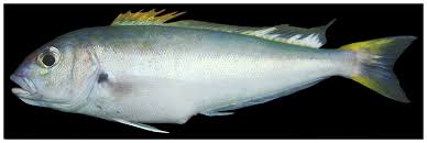 Blackline tilefish