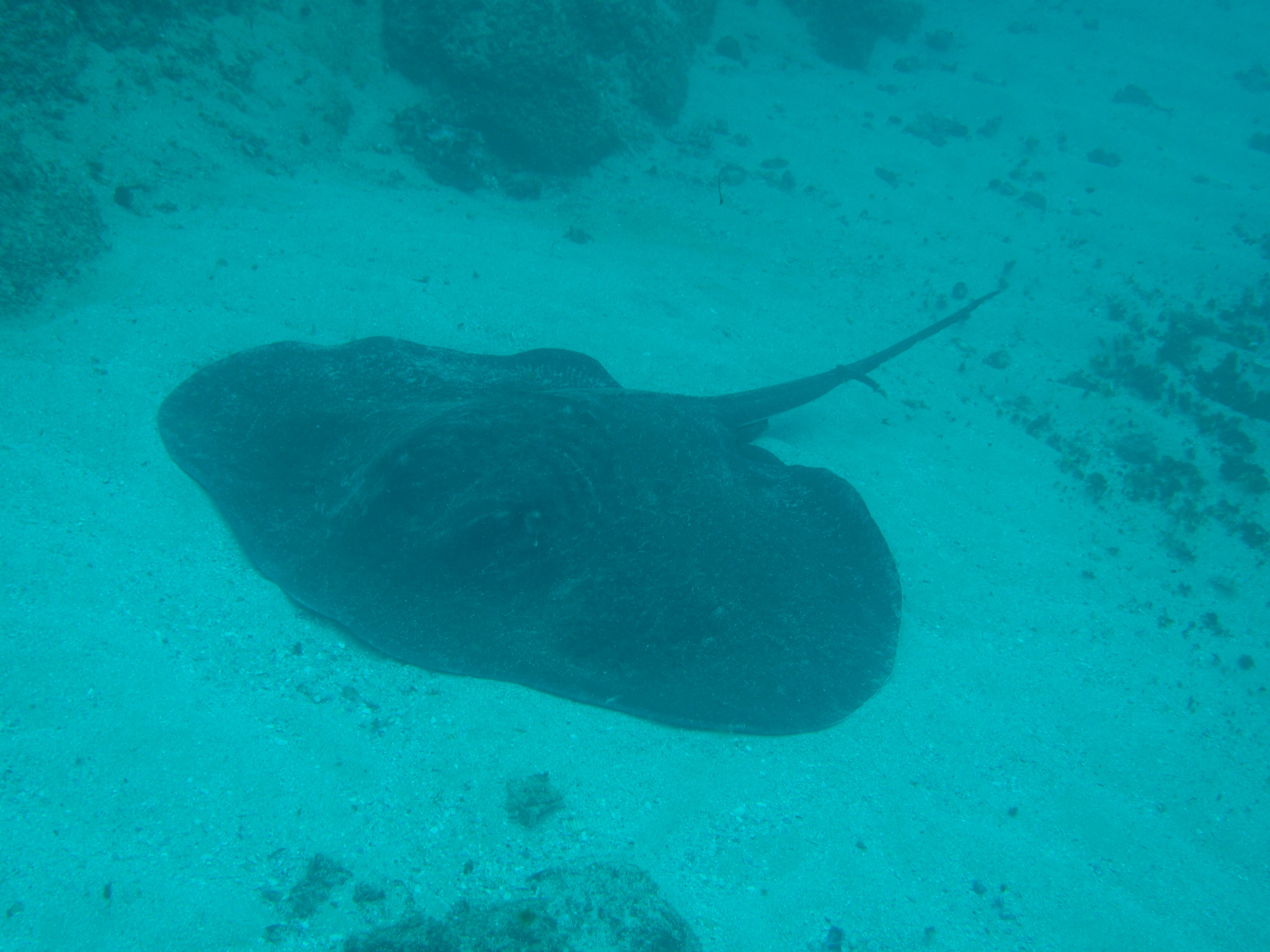 Black stingray