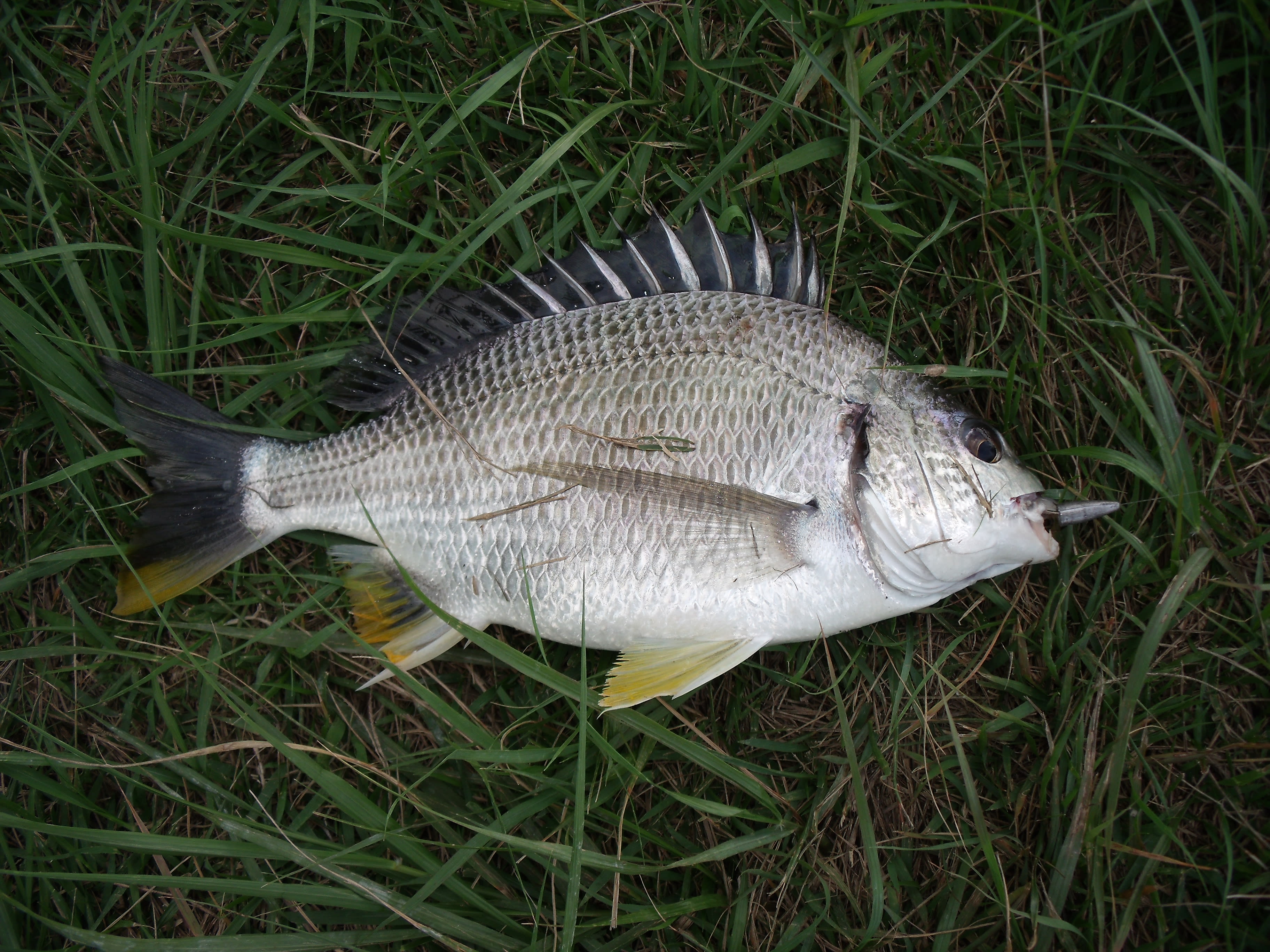 Black porgy