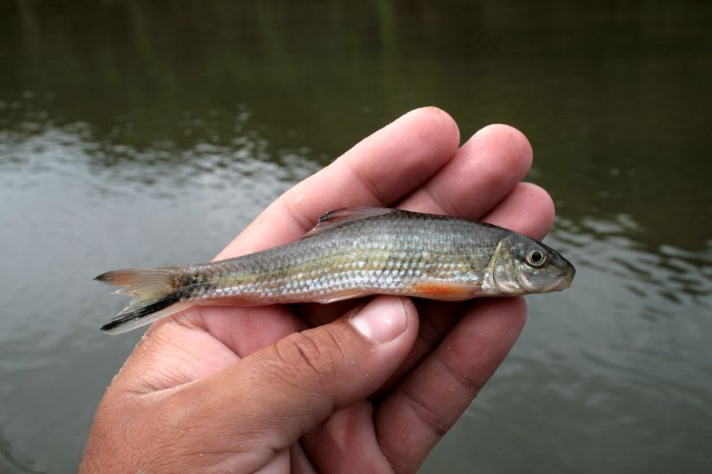 Blacktail redhorse