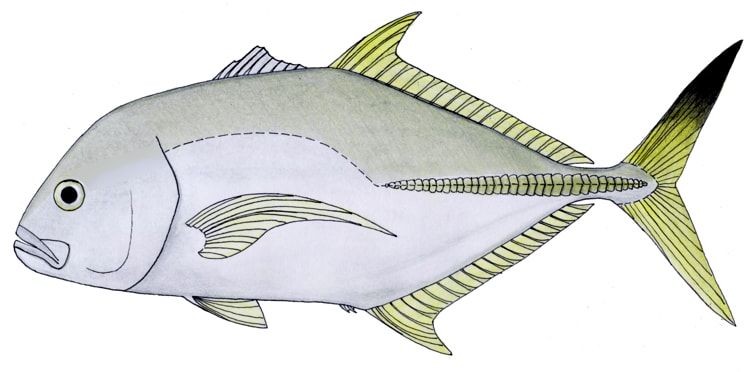 Blacktip trevally