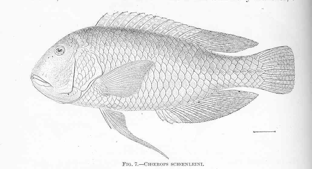 Blackspot tuskfish