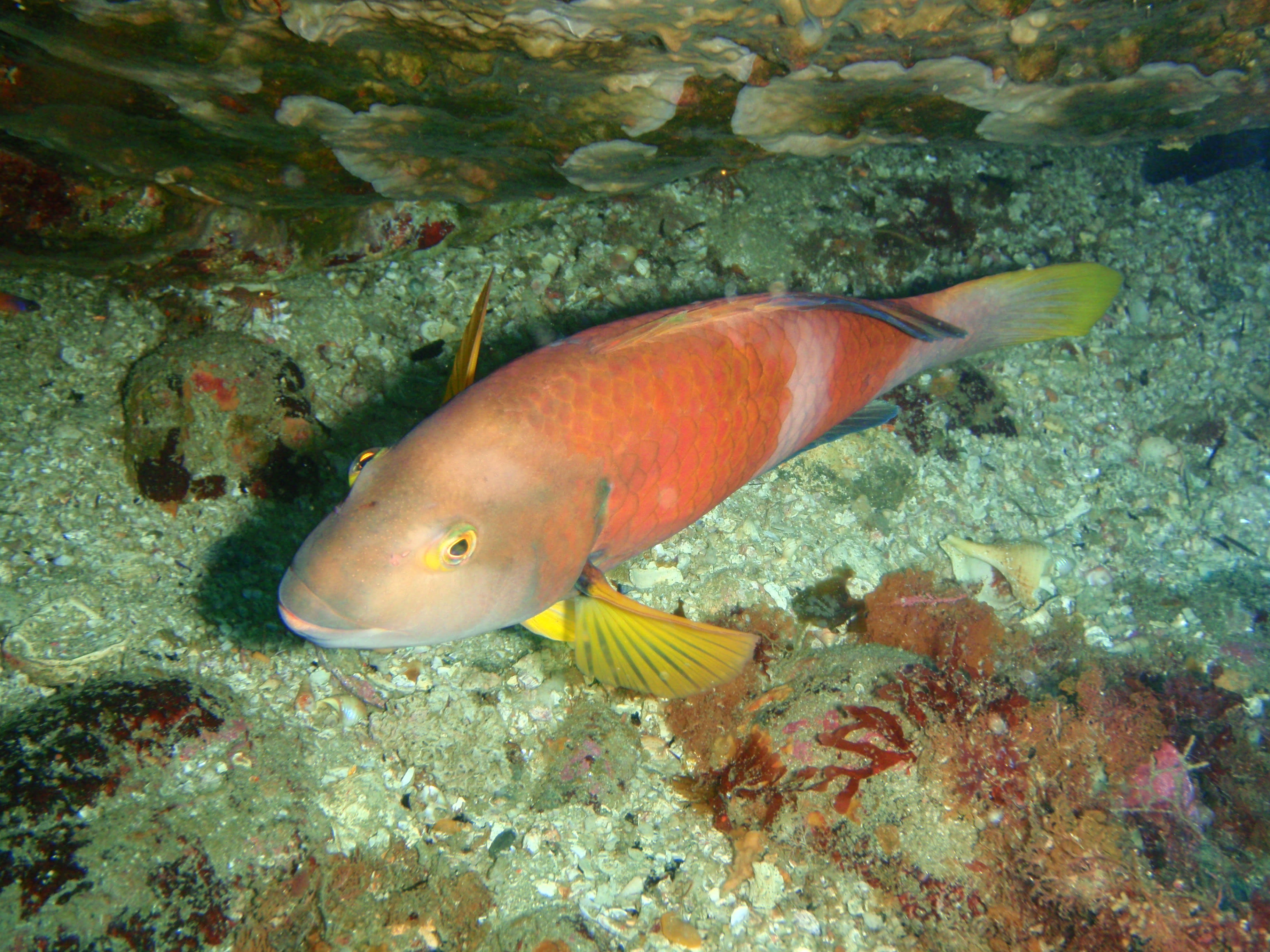 Blue-throated wrasse