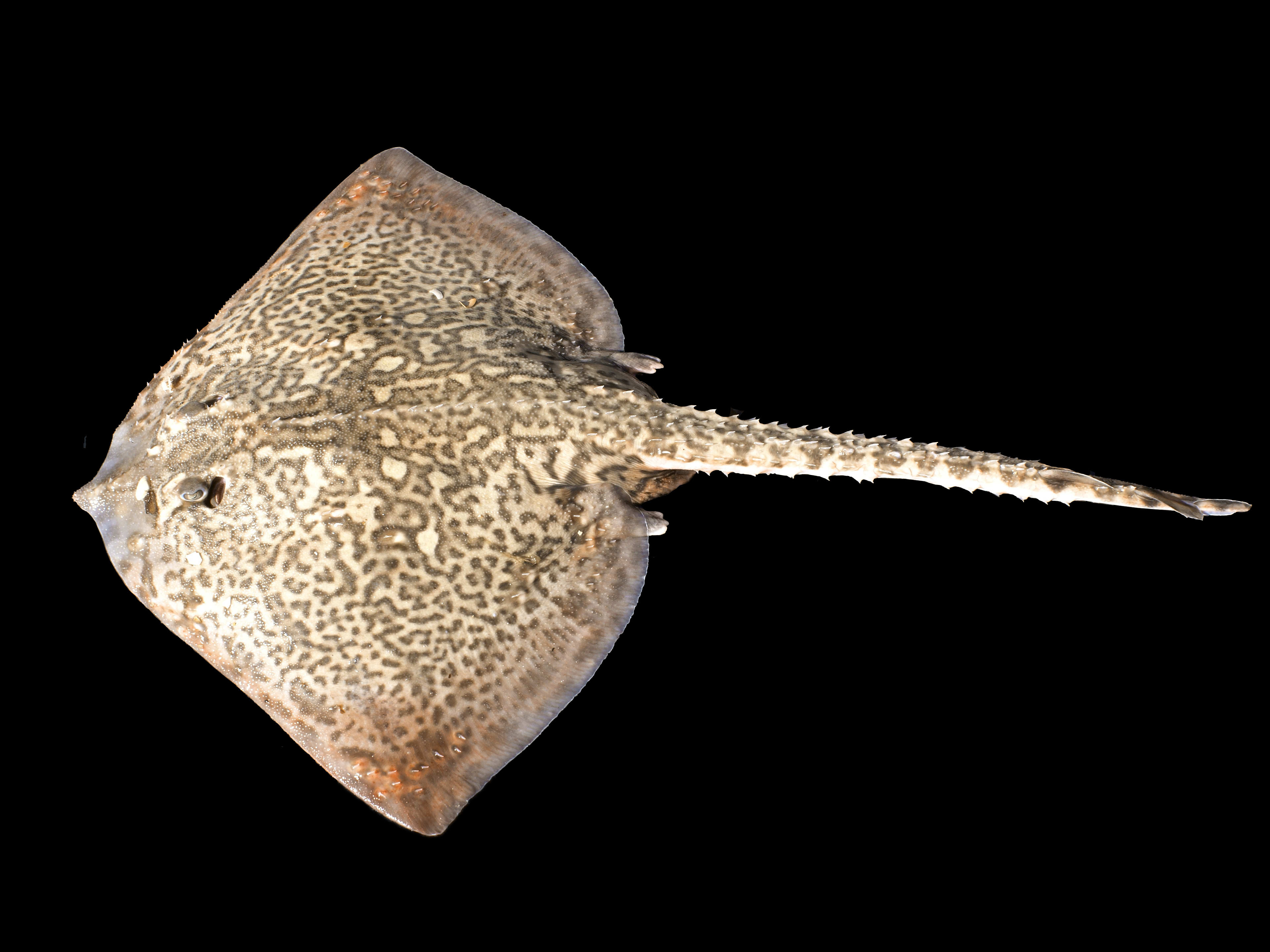 Blonde ray