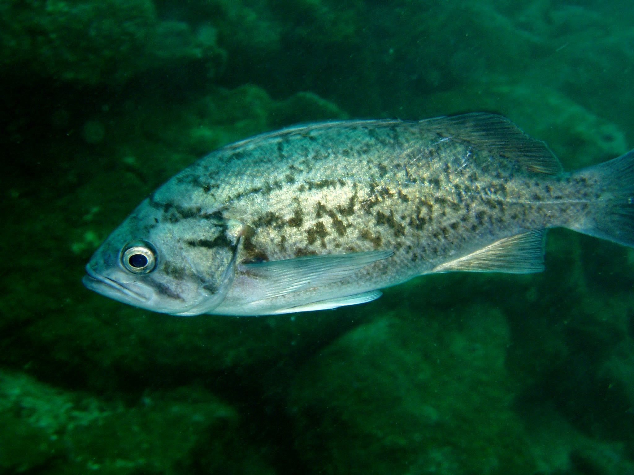Blue rockfish