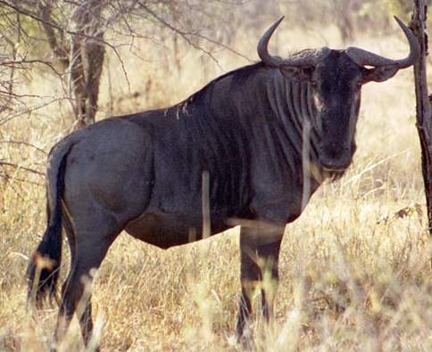 Blue wildebeest