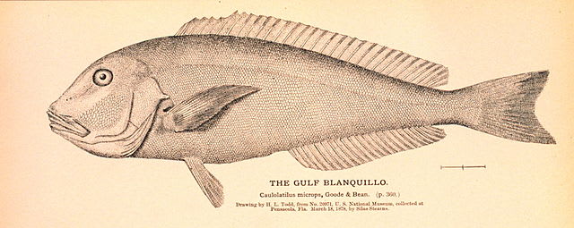 Blueline tilefish