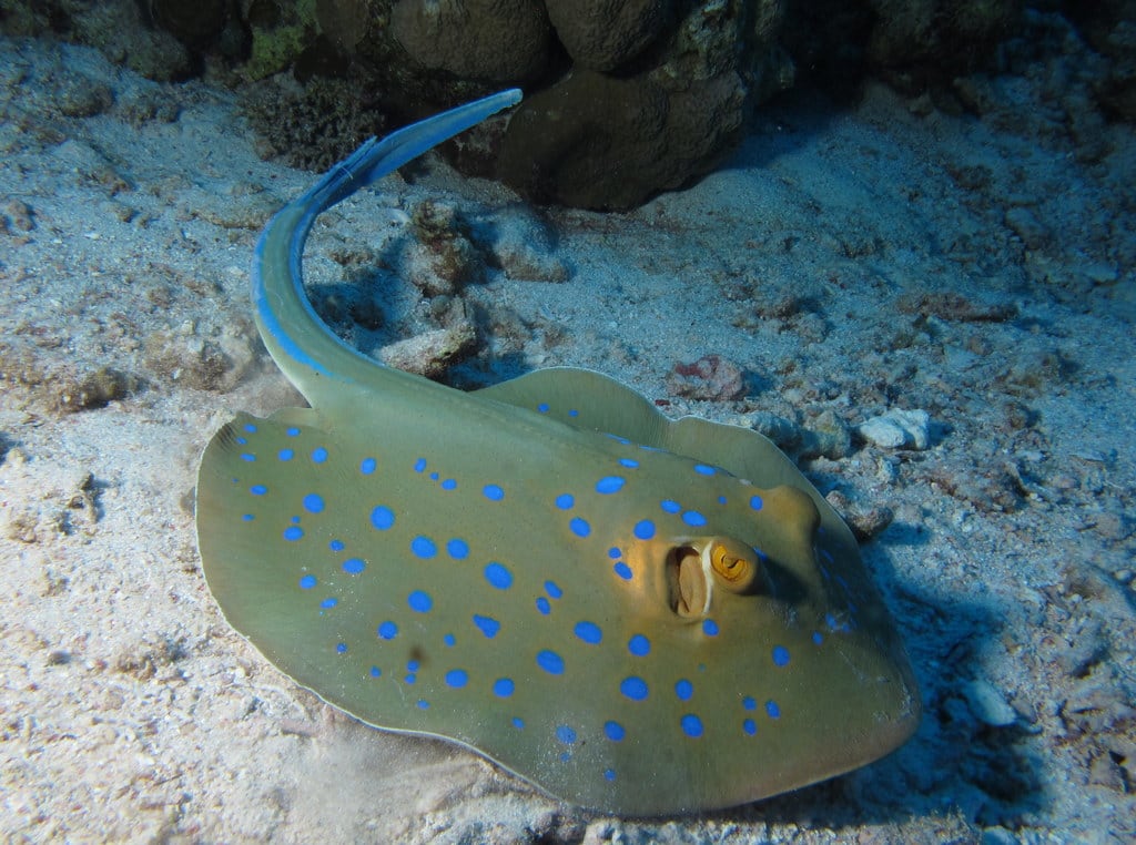 Blue-spotted ribbontail ray