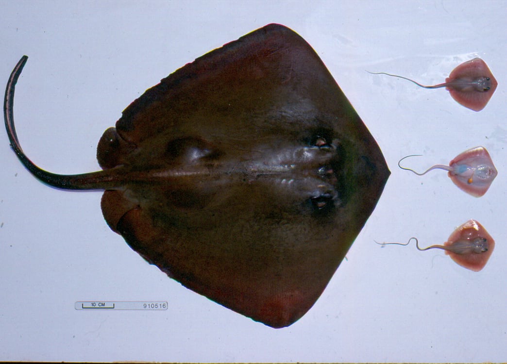Bluntnose stingray
