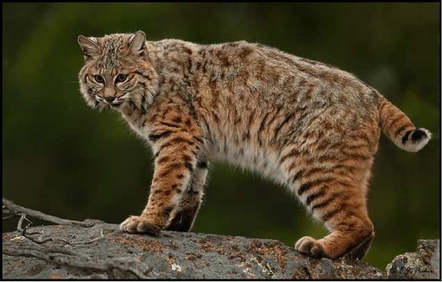 Bobcat