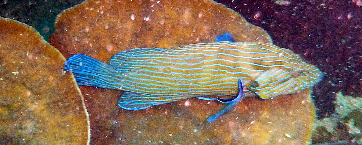 Bluelined rockcod