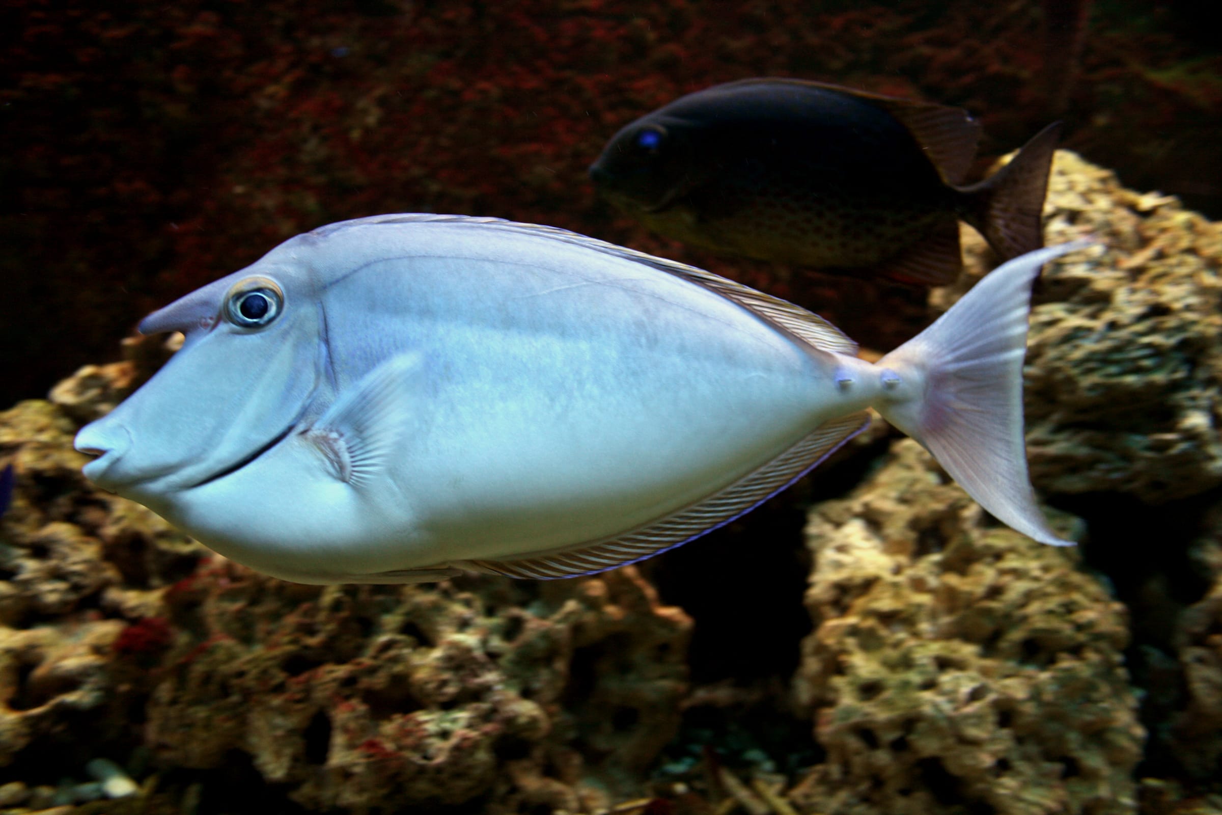 Bluespine unicornfish