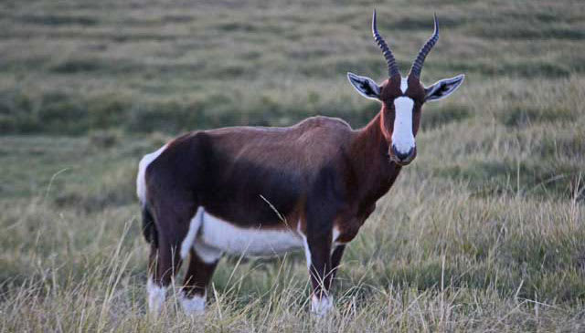 Bontebok