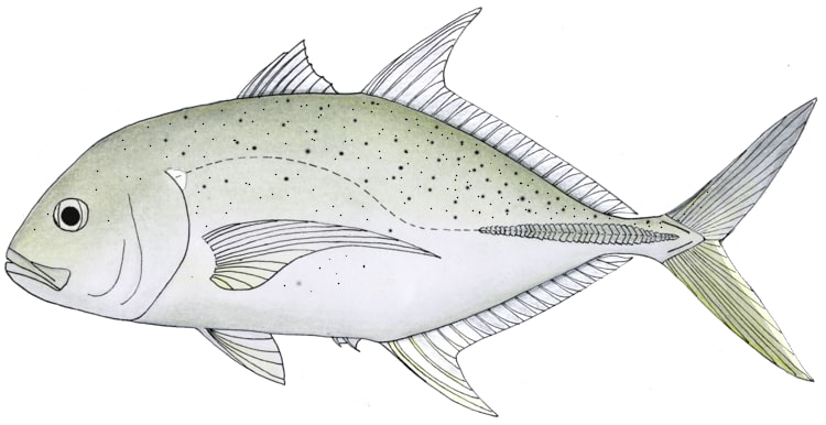 Brassy trevally