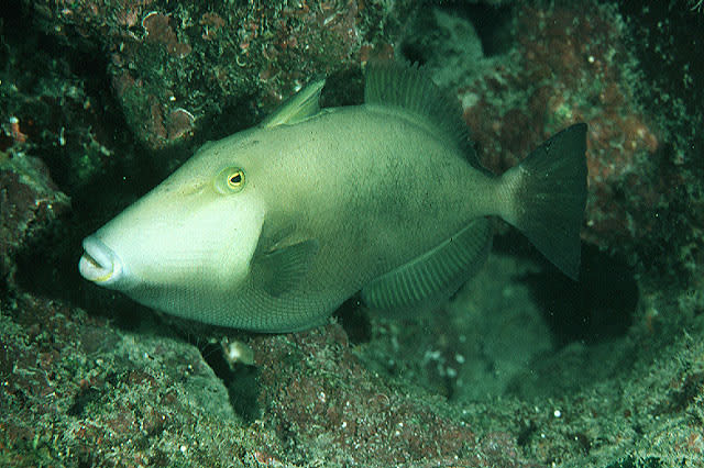 Bridled triggerfish