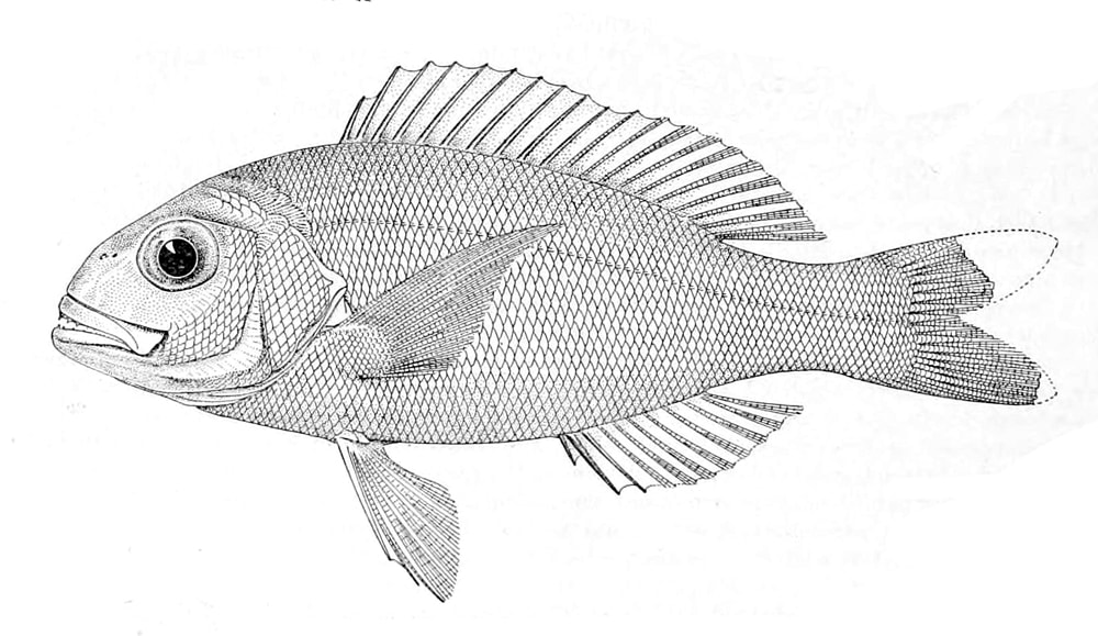 Brigham's snapper