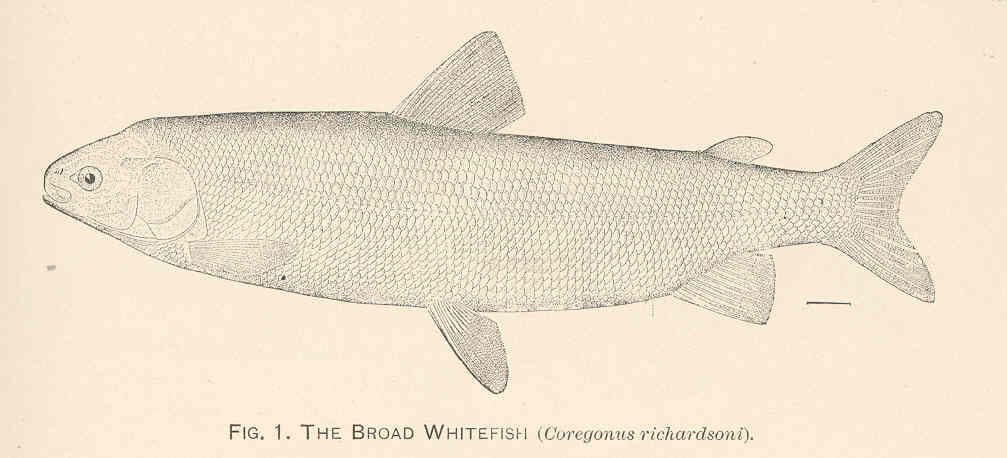 Broad whitefish
