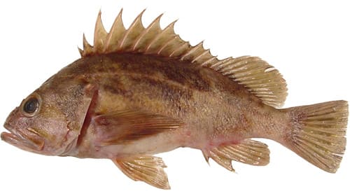 Brown rockfish