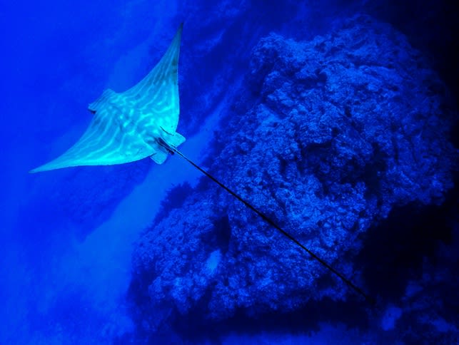 Bull ray