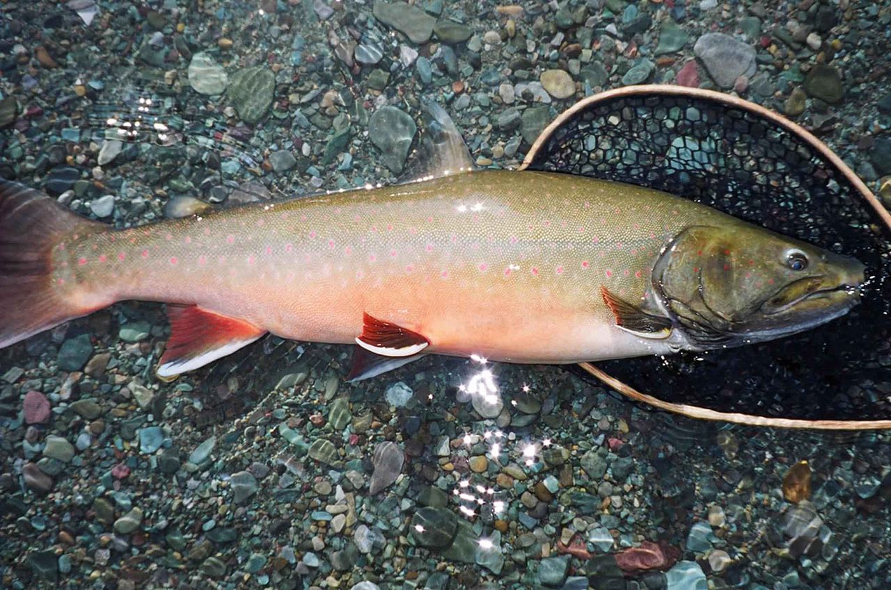 Bull trout