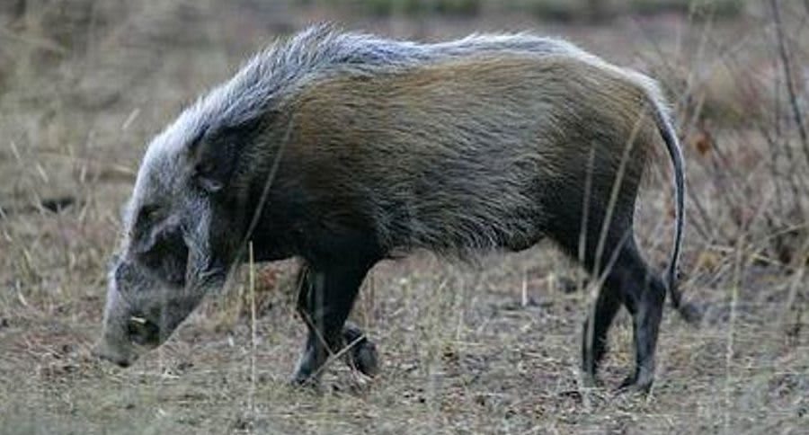 Bushpig