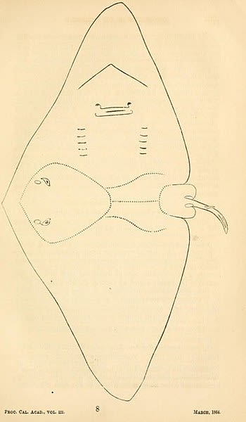 California butterfly ray