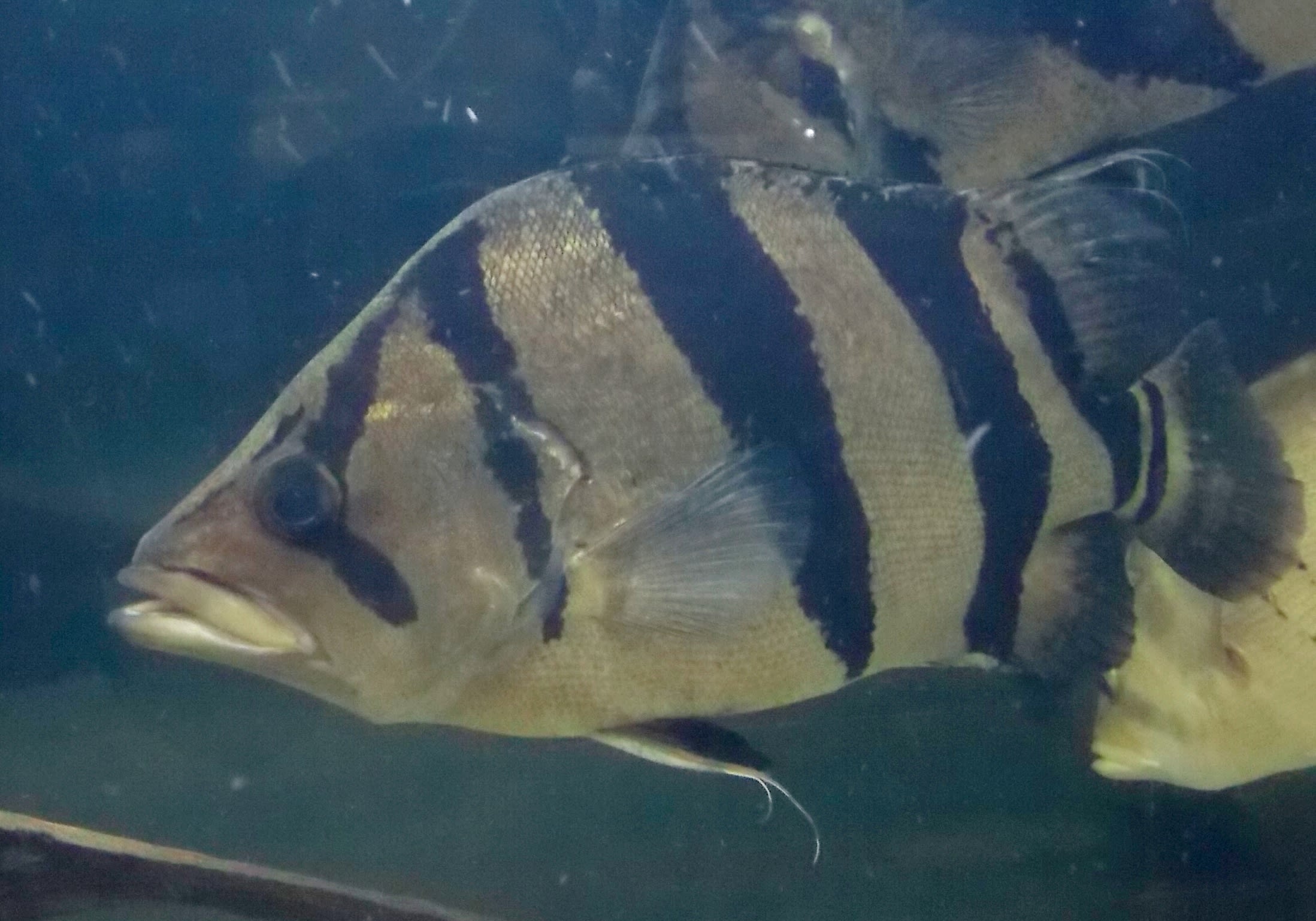 Campbells tigerfish