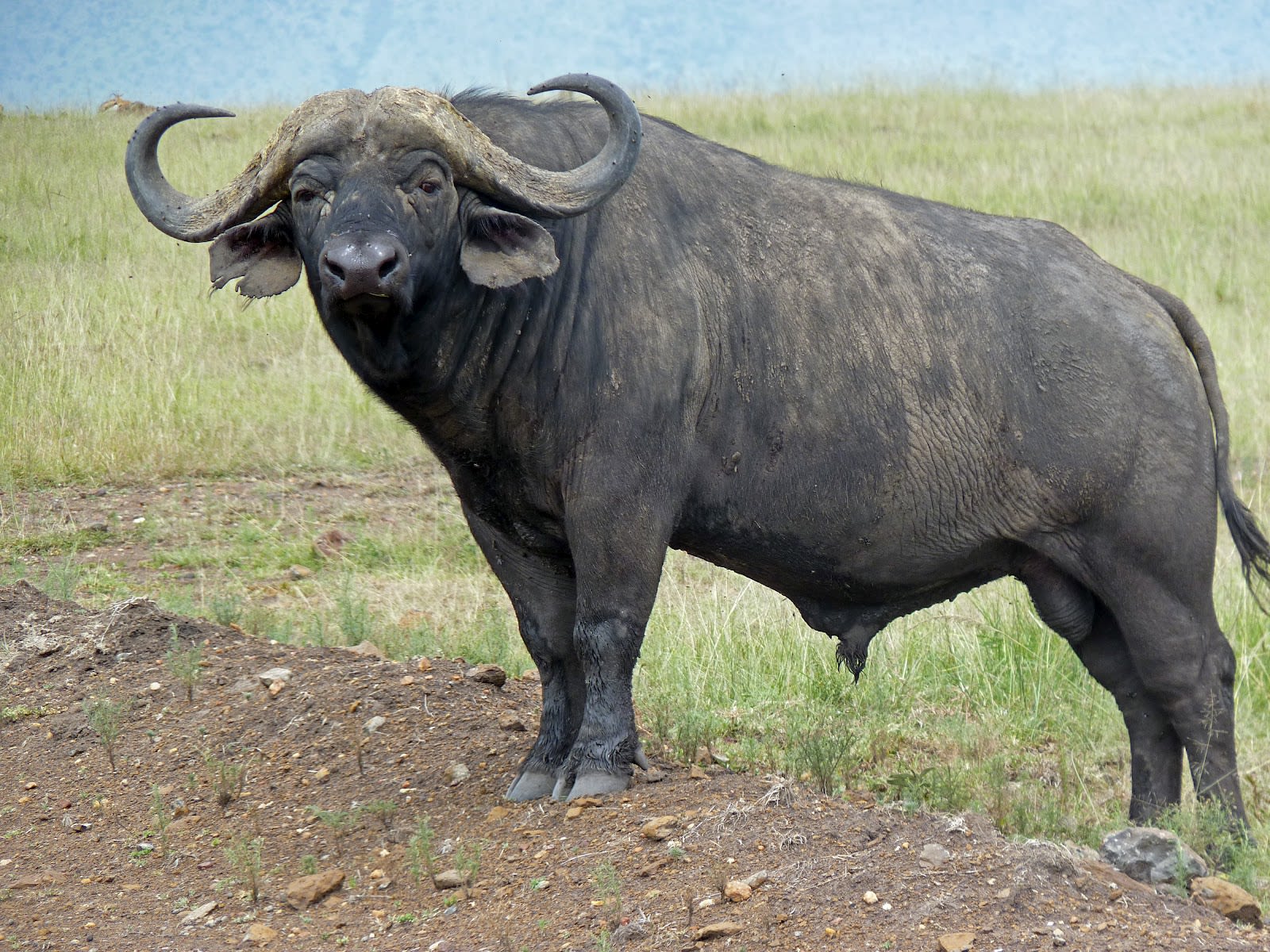 Cape buffalo