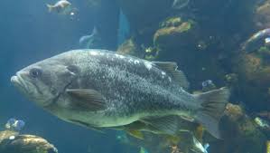 China rockfish
