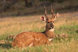 Chobe bushbuck
