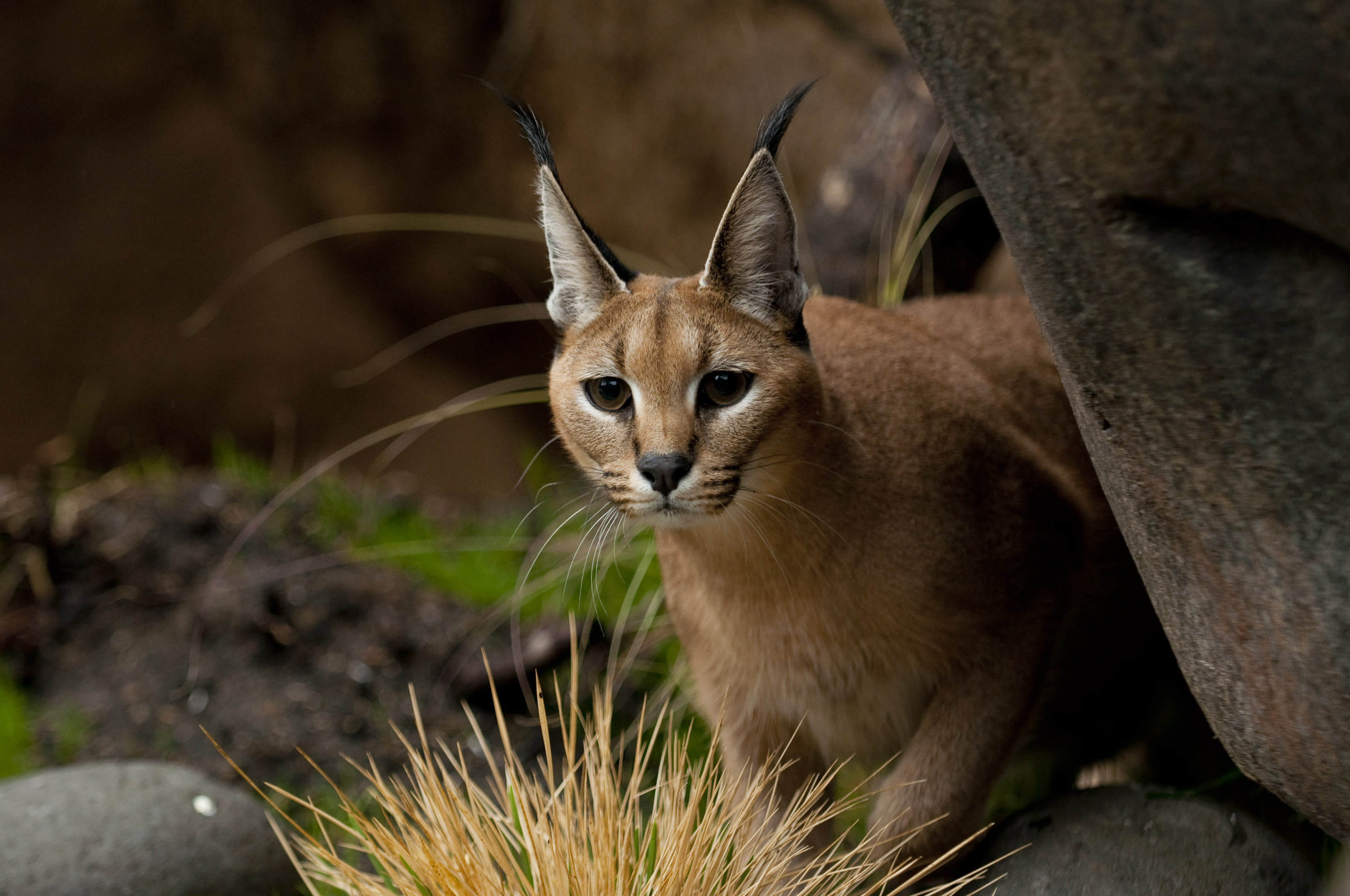 Caracal