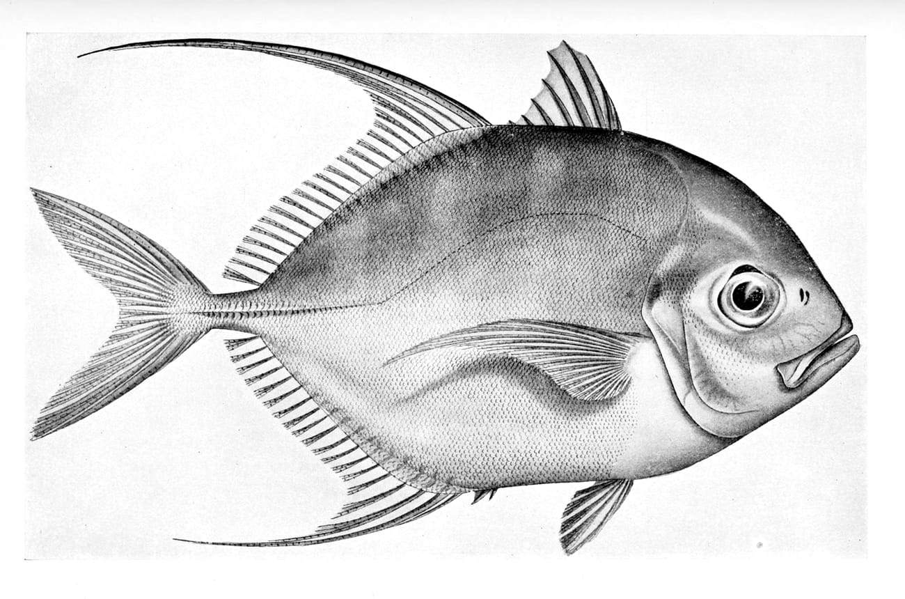 Coastal trevally