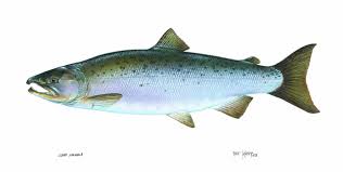 Coho salmon
