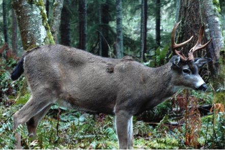Columbian black-tailed deer