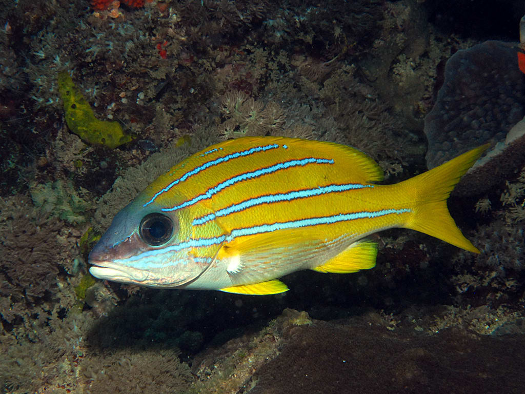 Common blueline snapper