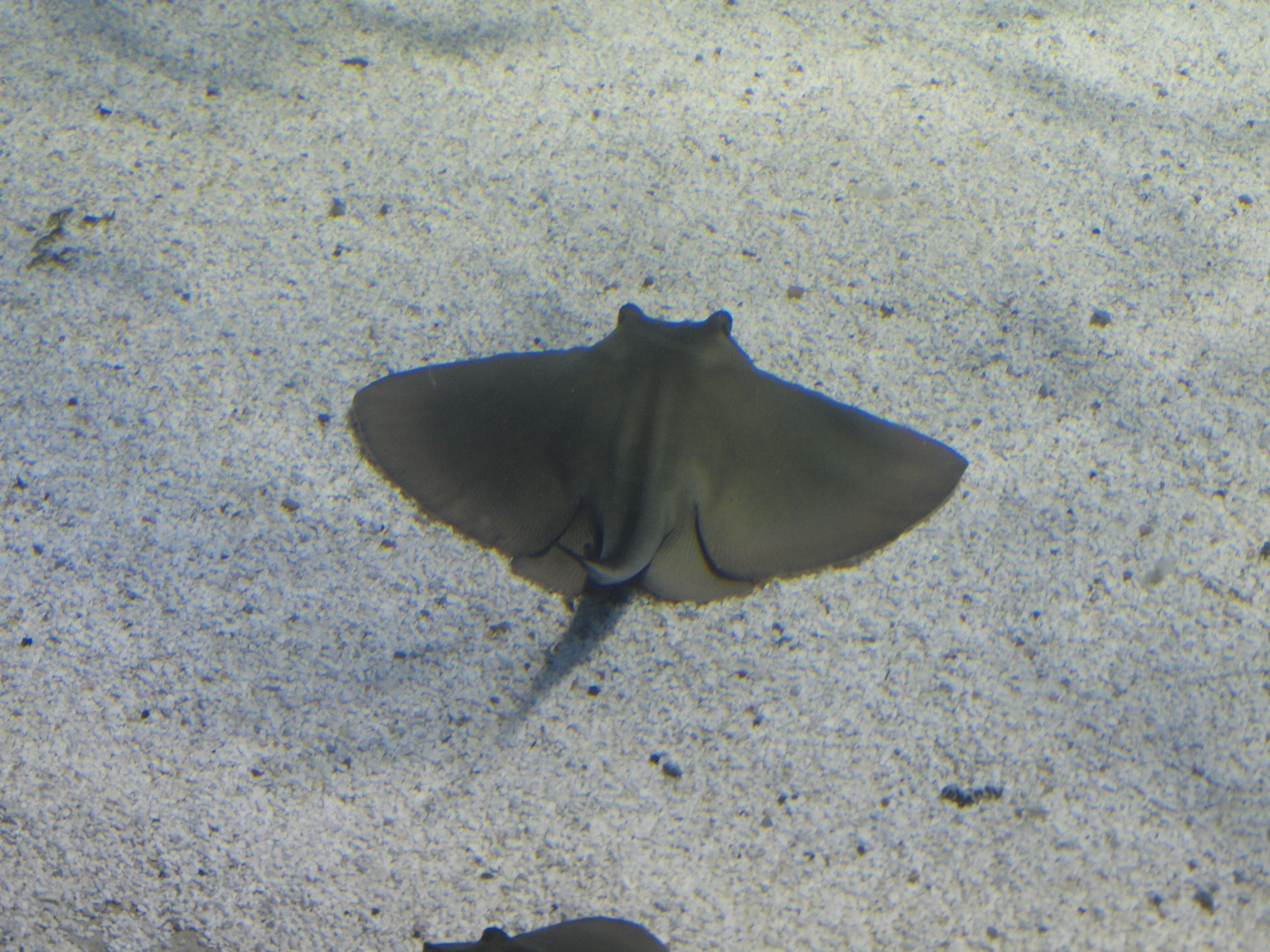Common eagle ray