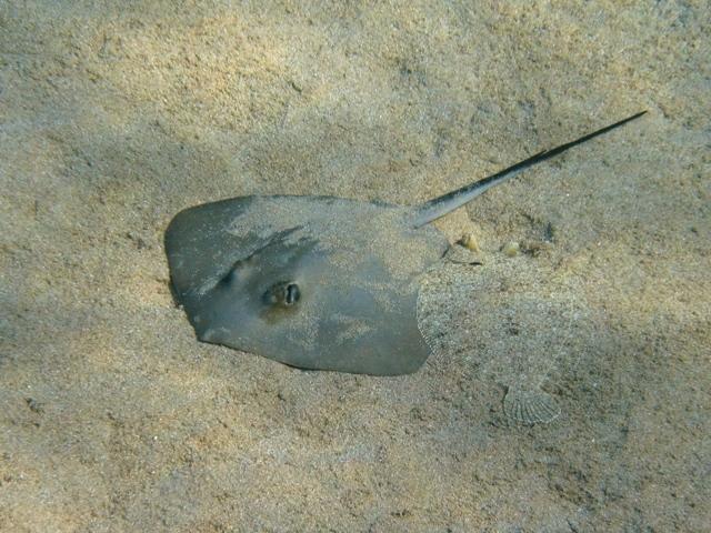 Common stingray