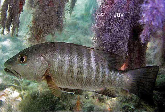 Cubera snapper