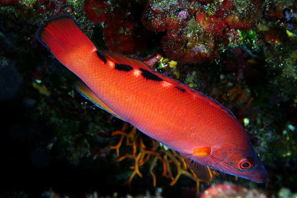 Cuckoo wrasse
