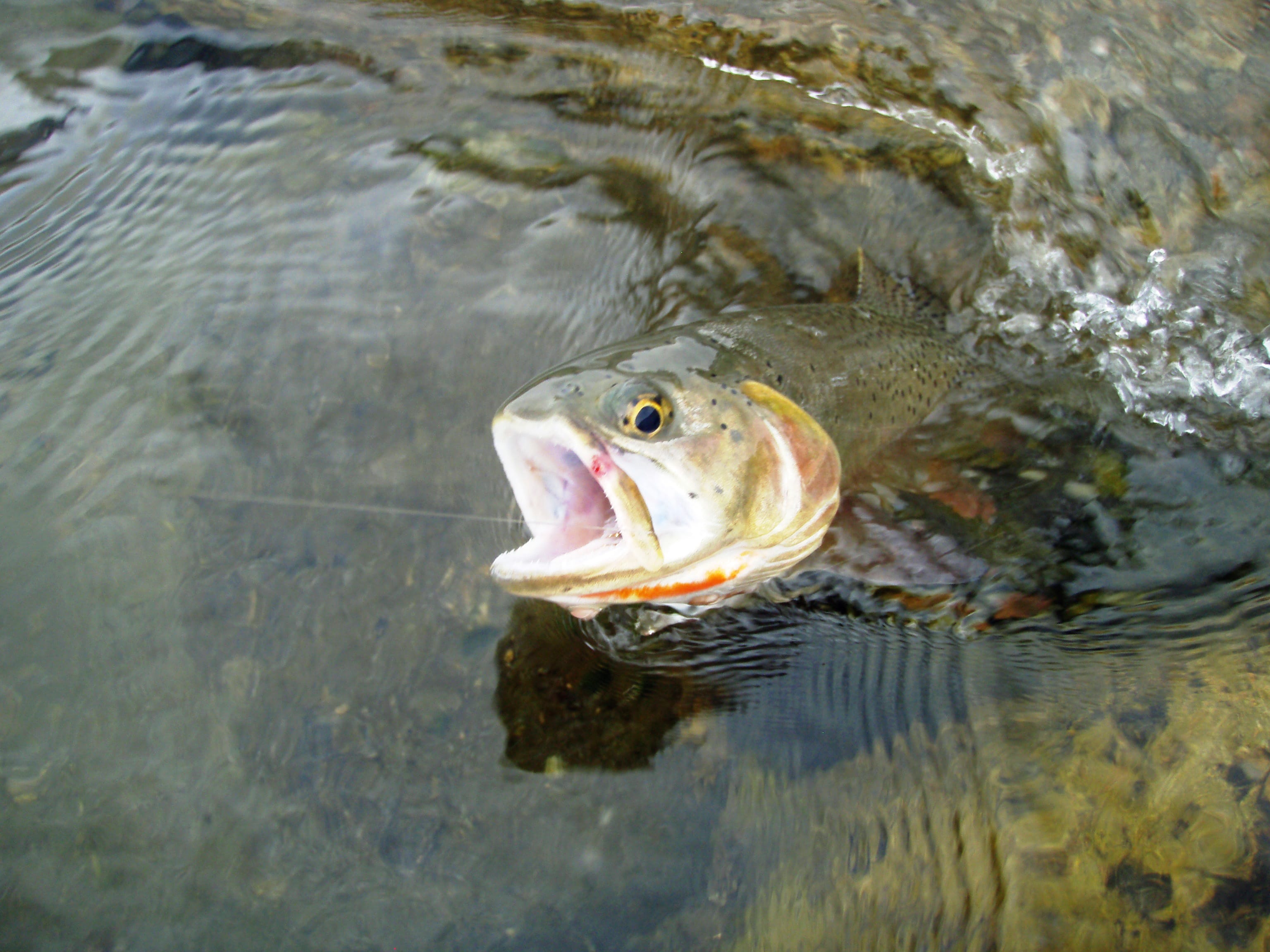 Cutbow trout