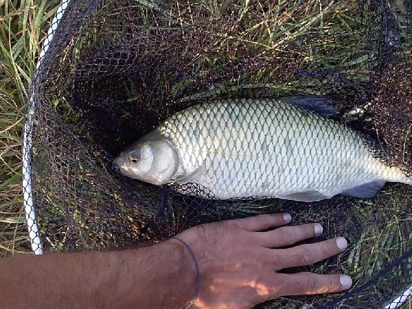 Danube roach
