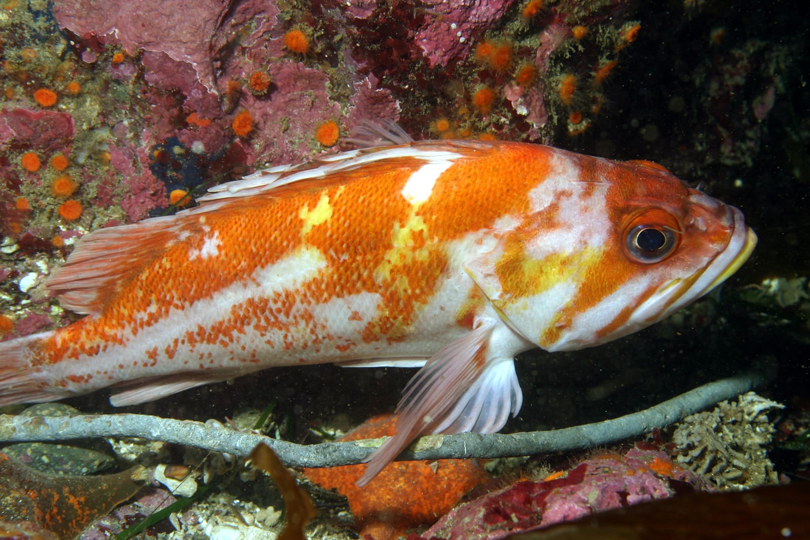 Copper rockfish